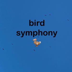 Bird Symphony 2024
