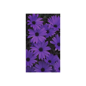 Everything's Purple 💜