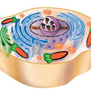 Carote, carote: cellule eucariote!