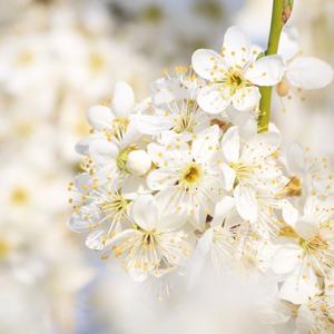 Riscopro il Culto degli Alberi