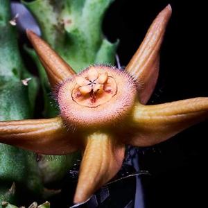 plantsworld 3Speak Podcast