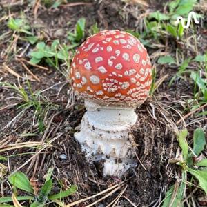 藤野小春堂チャンネル