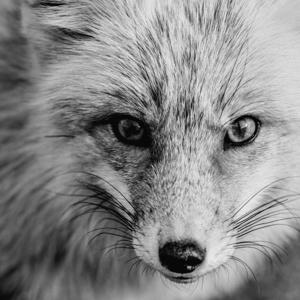 The FoxCast