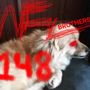 The NFL Brothers Show