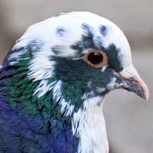 ＧｅｎｅｒｉｃＣａｔ　ＲＳＳ