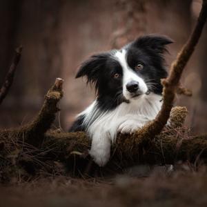 Happy dogs, even happier owners