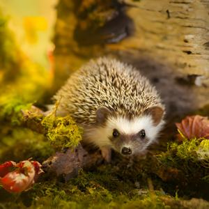 8 FACTS About Hedgehogs You Should Know