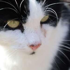 जनावरहरू बोल्दछन् !