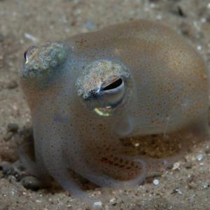 meltysquid 3Speak Podcast