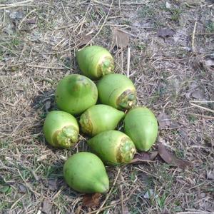 selimr 3Speak Podcast