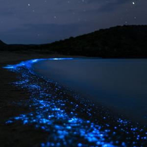 Meeresleuchten (Alea Aquarius)