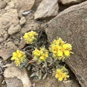 Rincon Marquez Messages