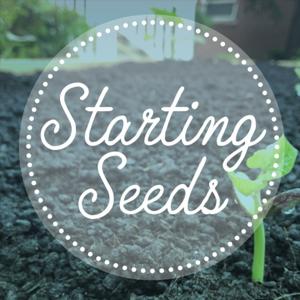 Starting Seeds