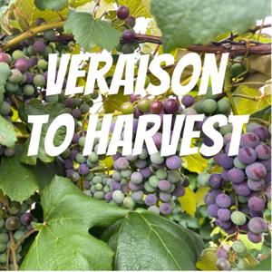 Veraison to Harvest