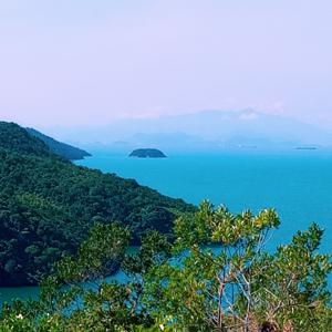 Mata Atlântica - Floresta Tropical/ Atlantic Tropical Forest/ Forêt Tropicale Atlantique