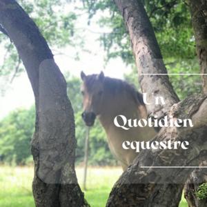 Révèles ton cheval - Quotidien Équestre