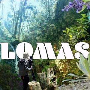 Lomas