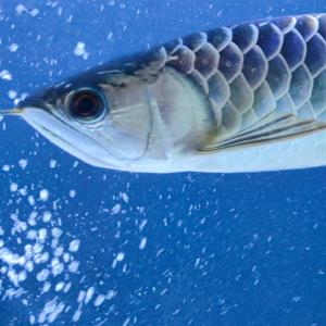 アロワナ0514 タイでの生活の日々