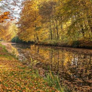 Relaxing sound - slightly forest water flow in autumn