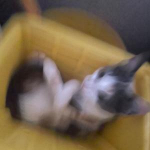 boing boing boing boing