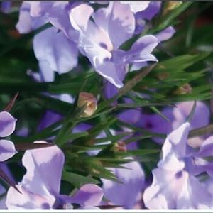 जनावर र प्रकृति बाट आशीर्वाद- Blessings from Animals and Nature