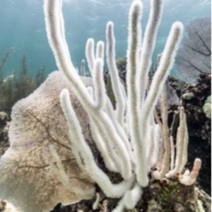 Environmental Daily