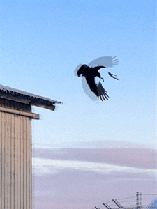 The Last of the Alaskans Podcast