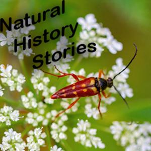 Natural History Stories