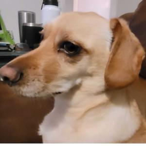 My Favorite Infant toys  are Favorite toys for kids and low batteries toys