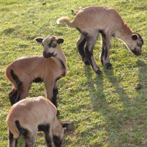 sheep f#ckers