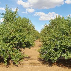 On Target With Irrigated Ag