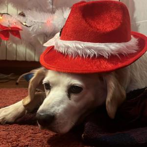 Estudia con mi perro