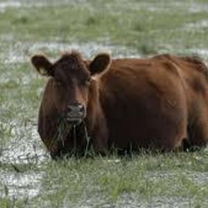 Men Who Stare at Cows