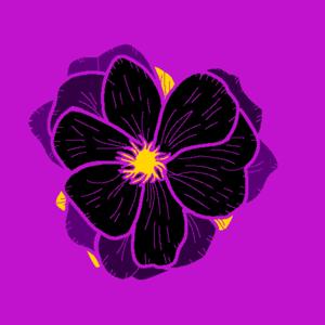 Purple Magnolia