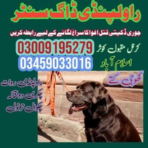 Army Dog Center Rawalpindi 03009195279