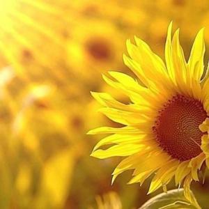 羅馬書讀經分享系列(20年版)