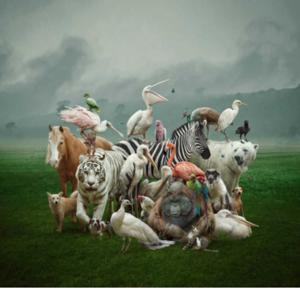 (podcast) PERSEBARAN FLORA DAN FAUNA INDONESIA