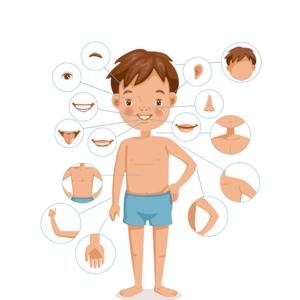 Enciclopedia Zimitot - Anatomie