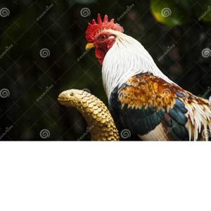The Rooster and The Snake