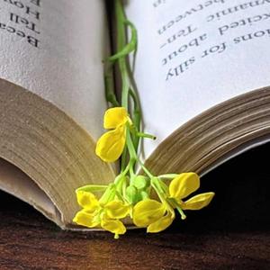 Đọc sách để chữa lành tâm hồn