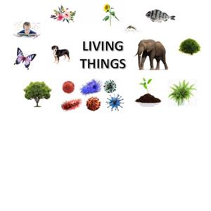 Living organism