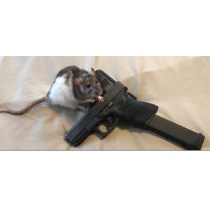 reddit rat!