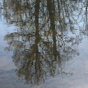 Stimmen des Überlebens