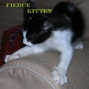 Fierce Kitten