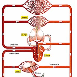 Biologi B - 2h 2023