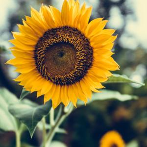 Discussion of Bonuses of different things !