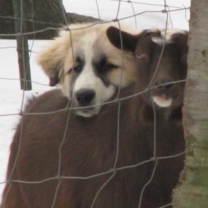 Creatures and Characters