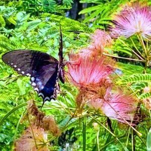 Organized Words & Language