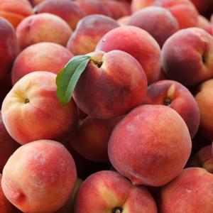 Prowling The Peach State