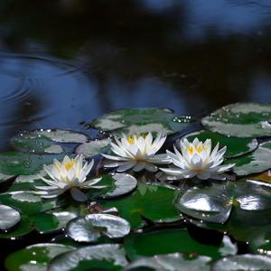IL QUARTO RAGGIO per Ascendere